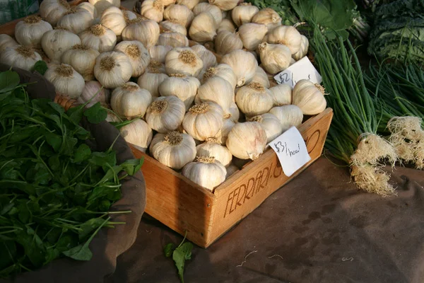 Garlic