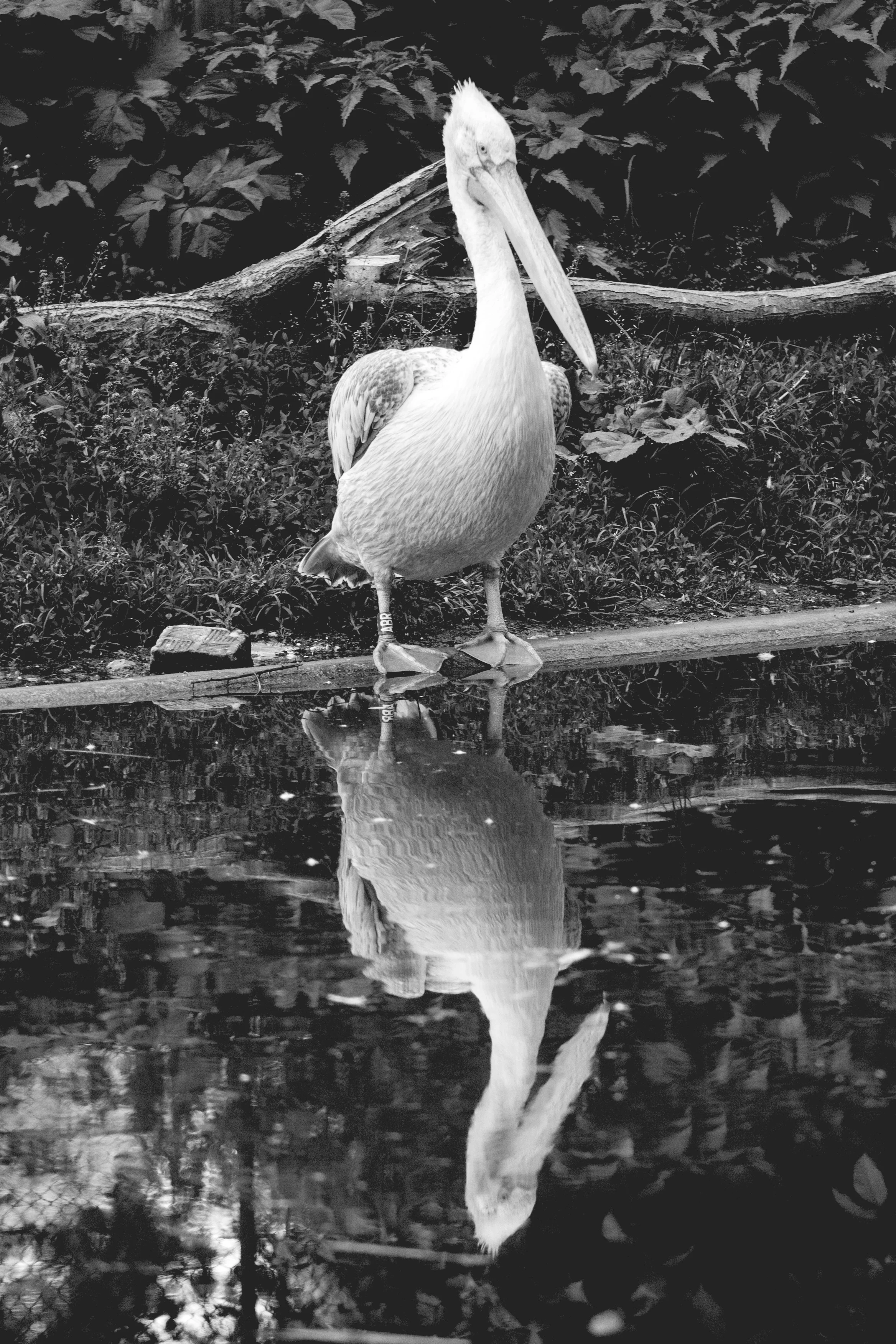_MG_6420bw_.jpg