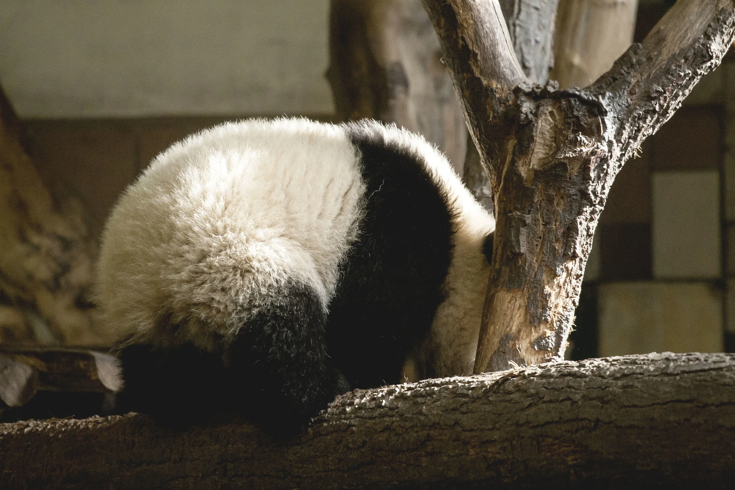 _MG_6358_.jpg