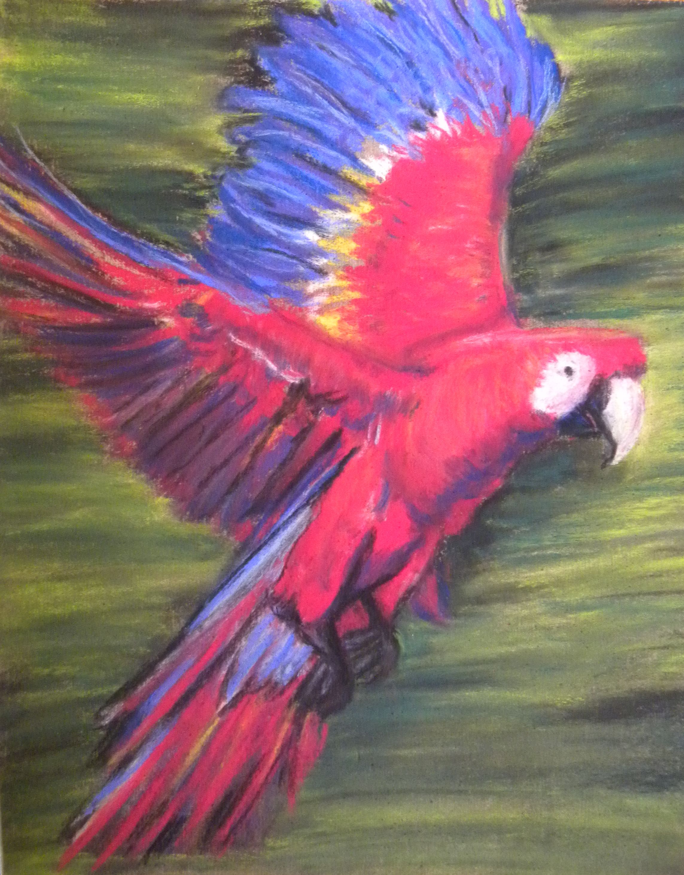 Scarlet Macaw