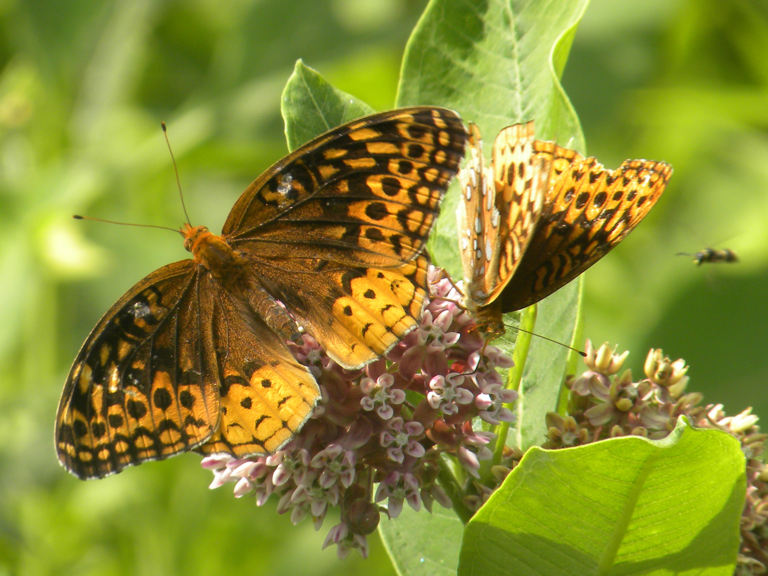 Milkweed