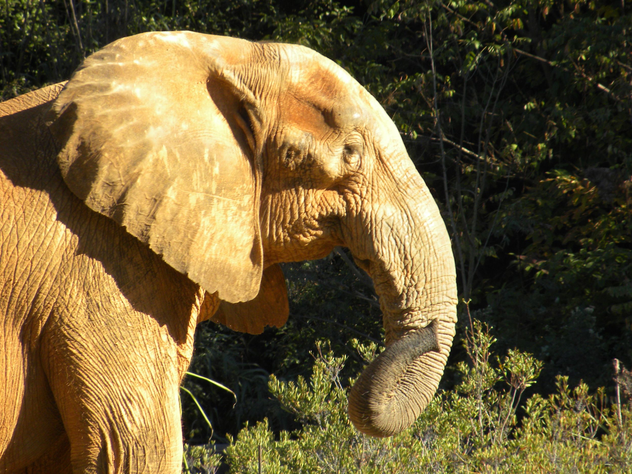 Trumpeter