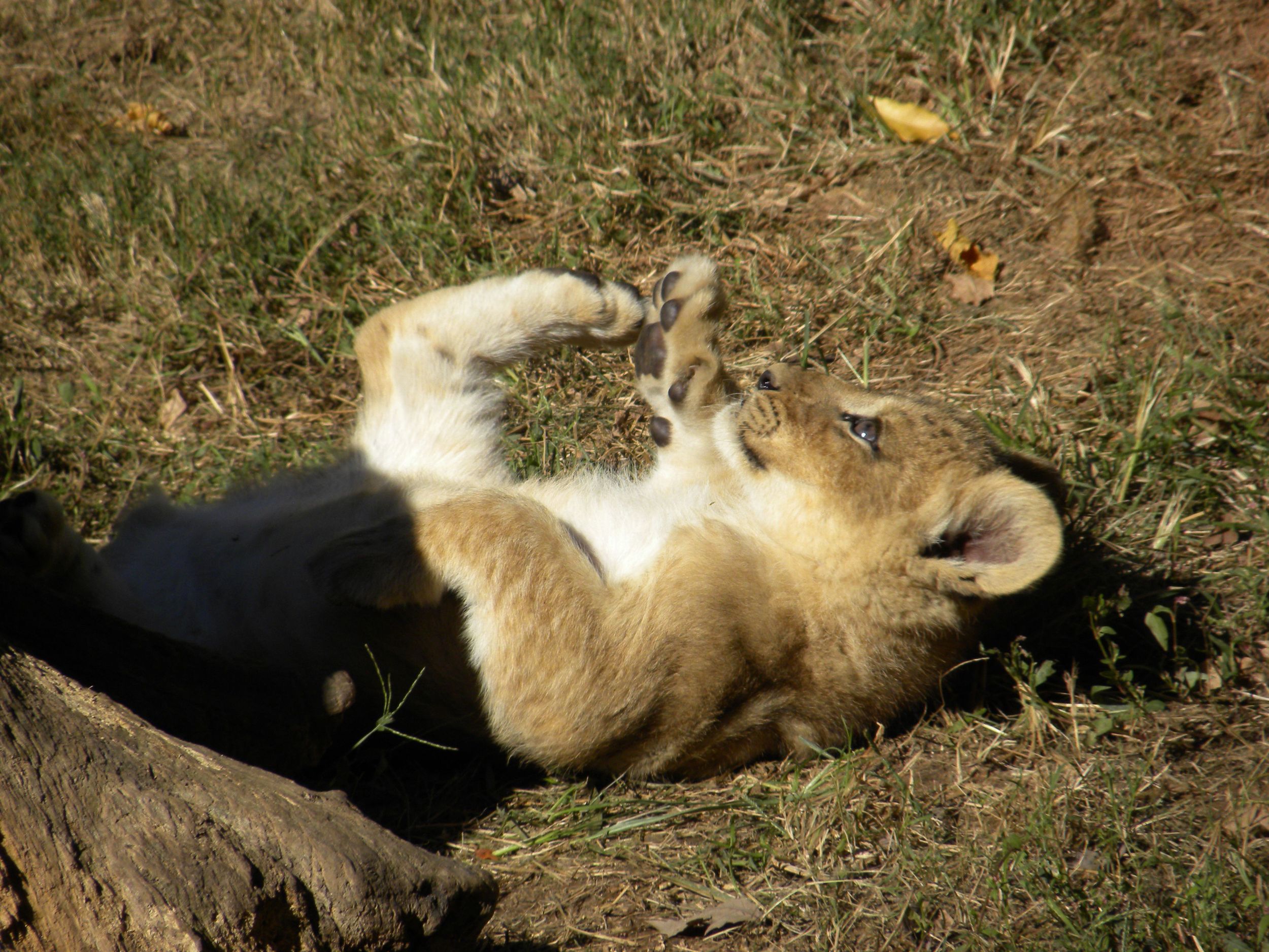 Playtime