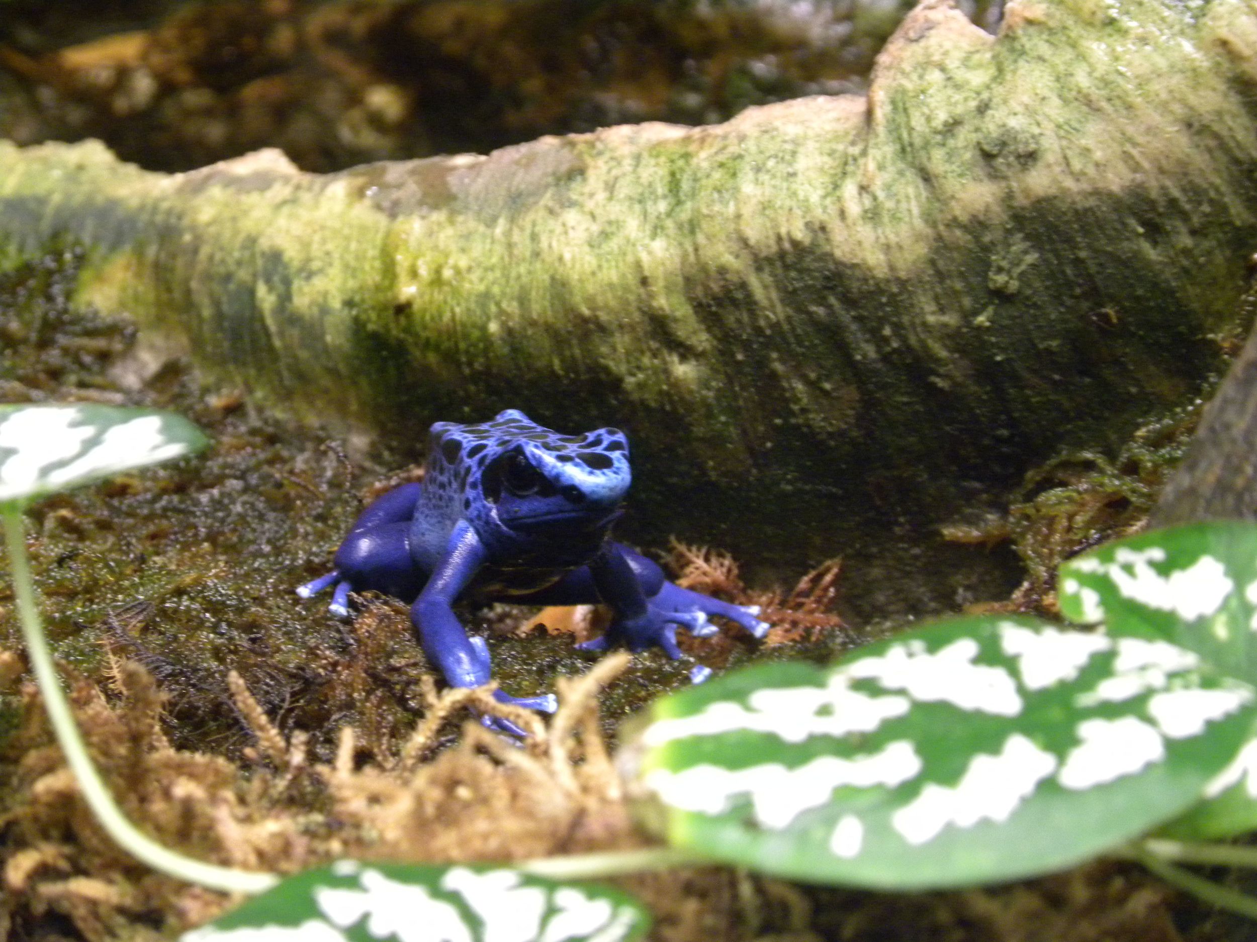 Dendrobates