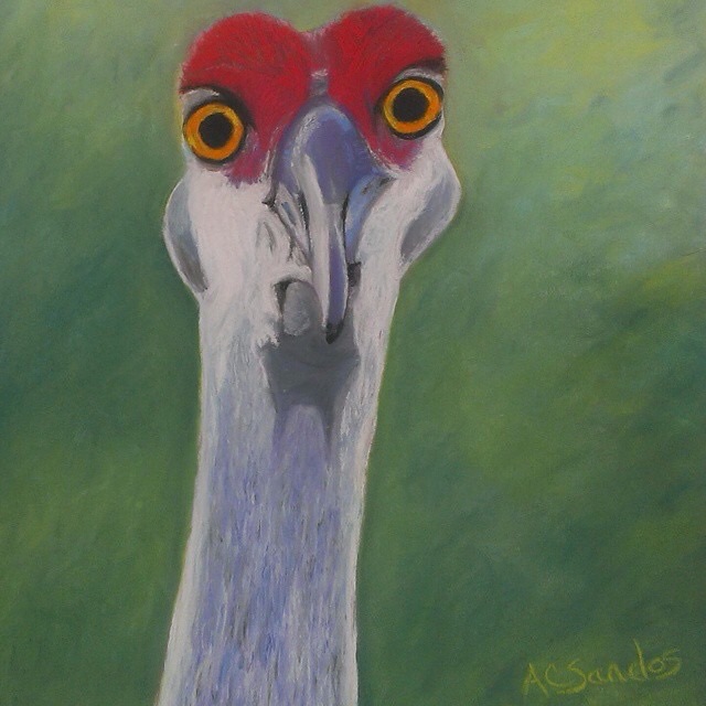 Curious Crane