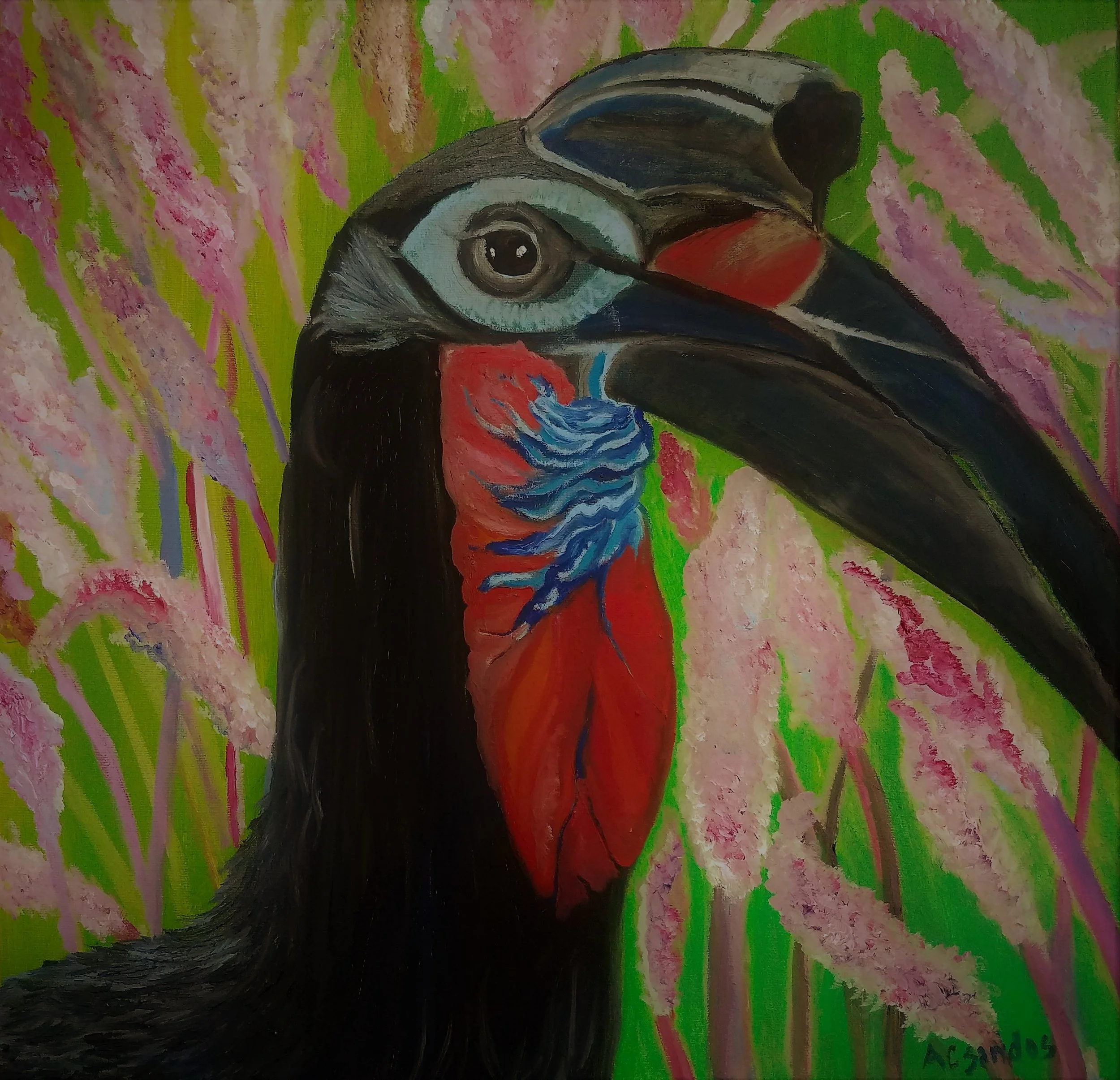 Abyssinian Ground Hornbill