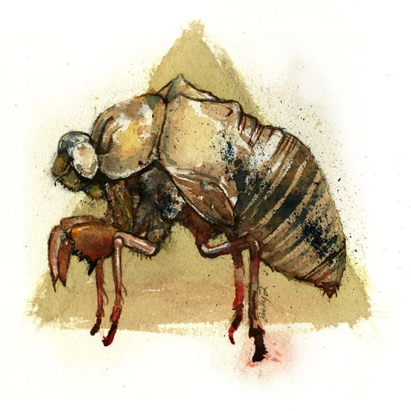 Cicada