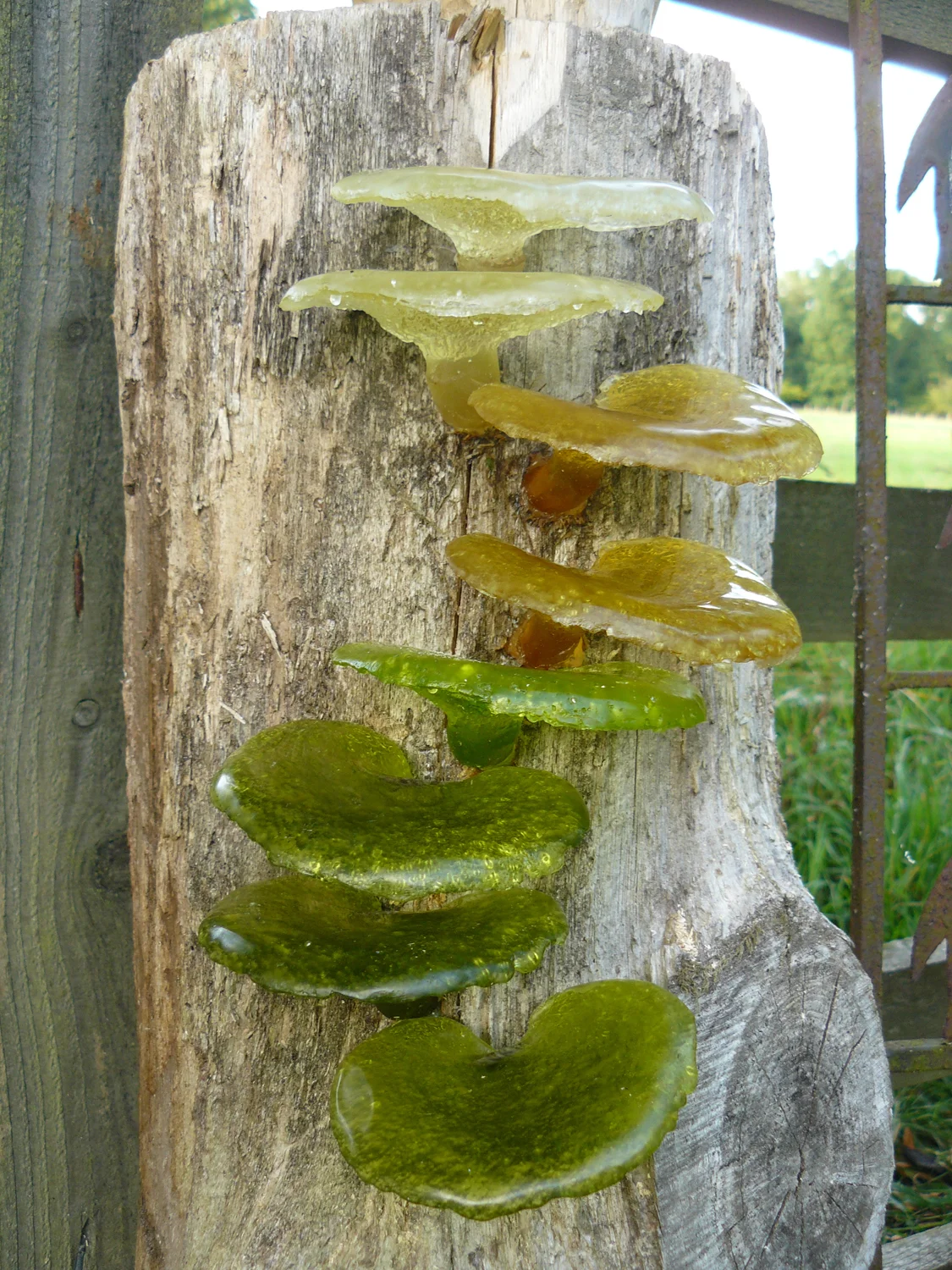 Glass Fungi.jpg
