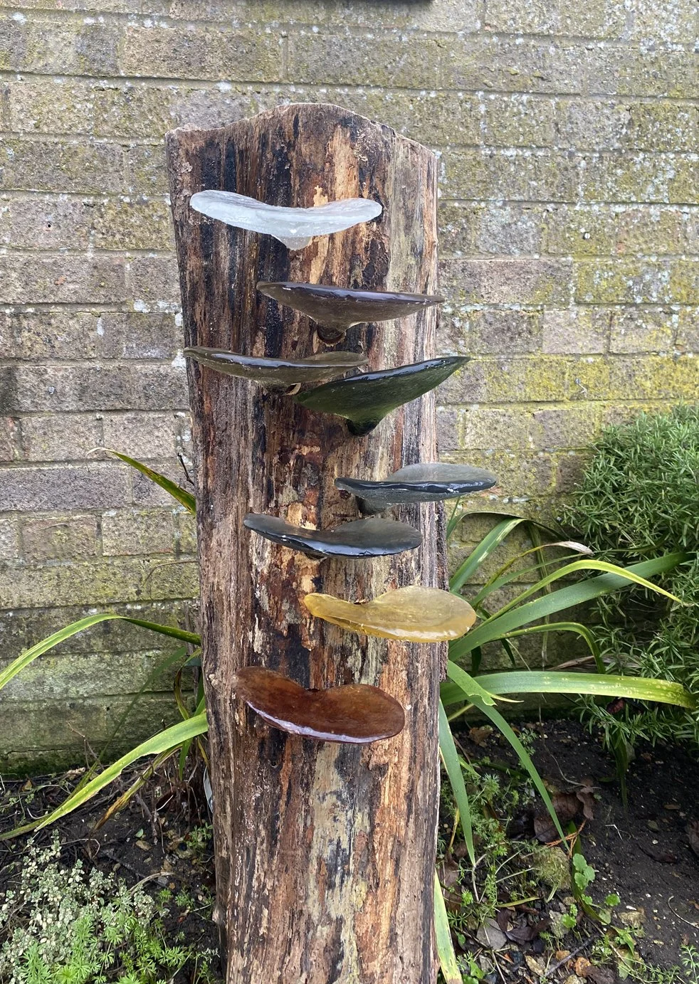 Fungi - Fruits of Life