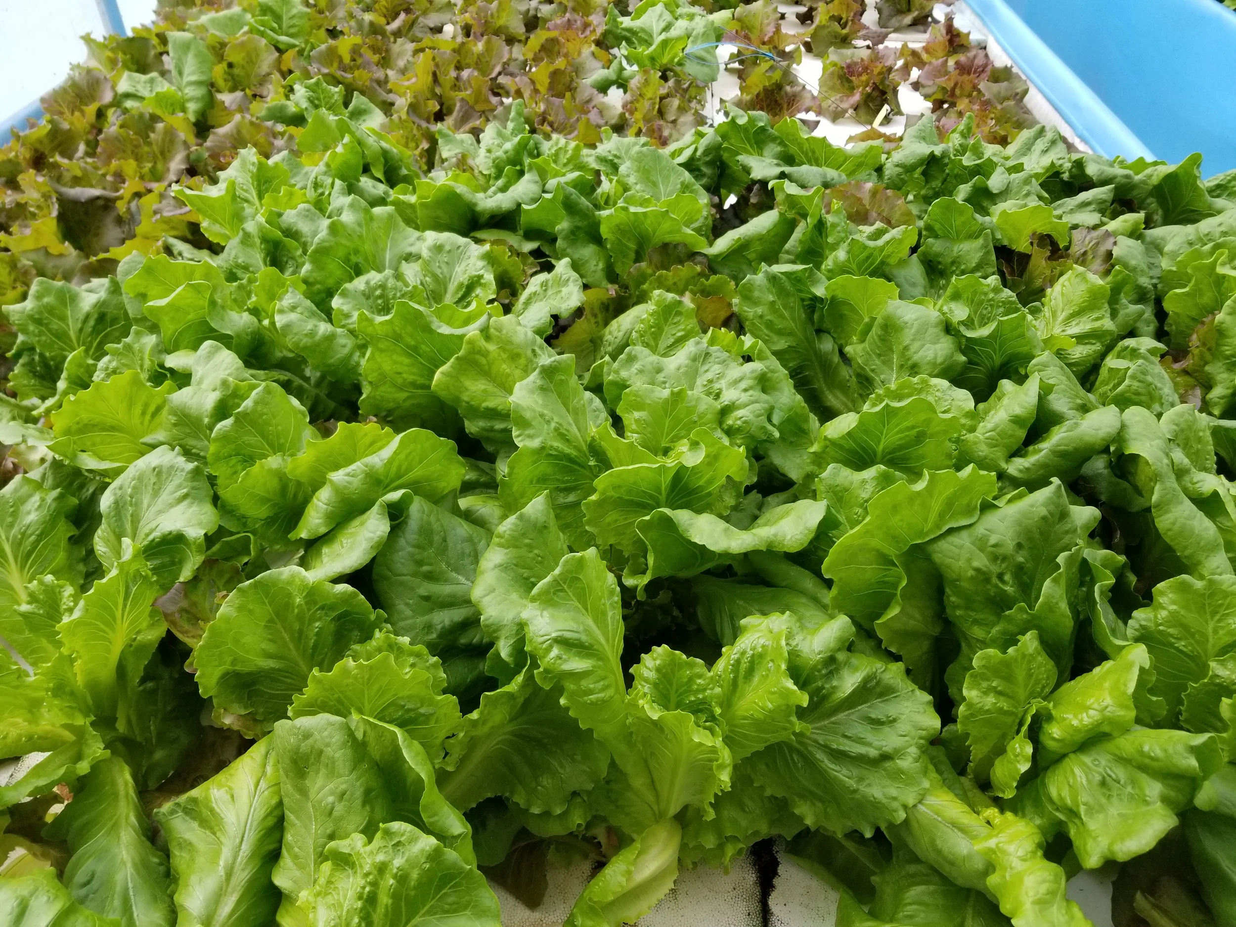 20180614_101140.jpg