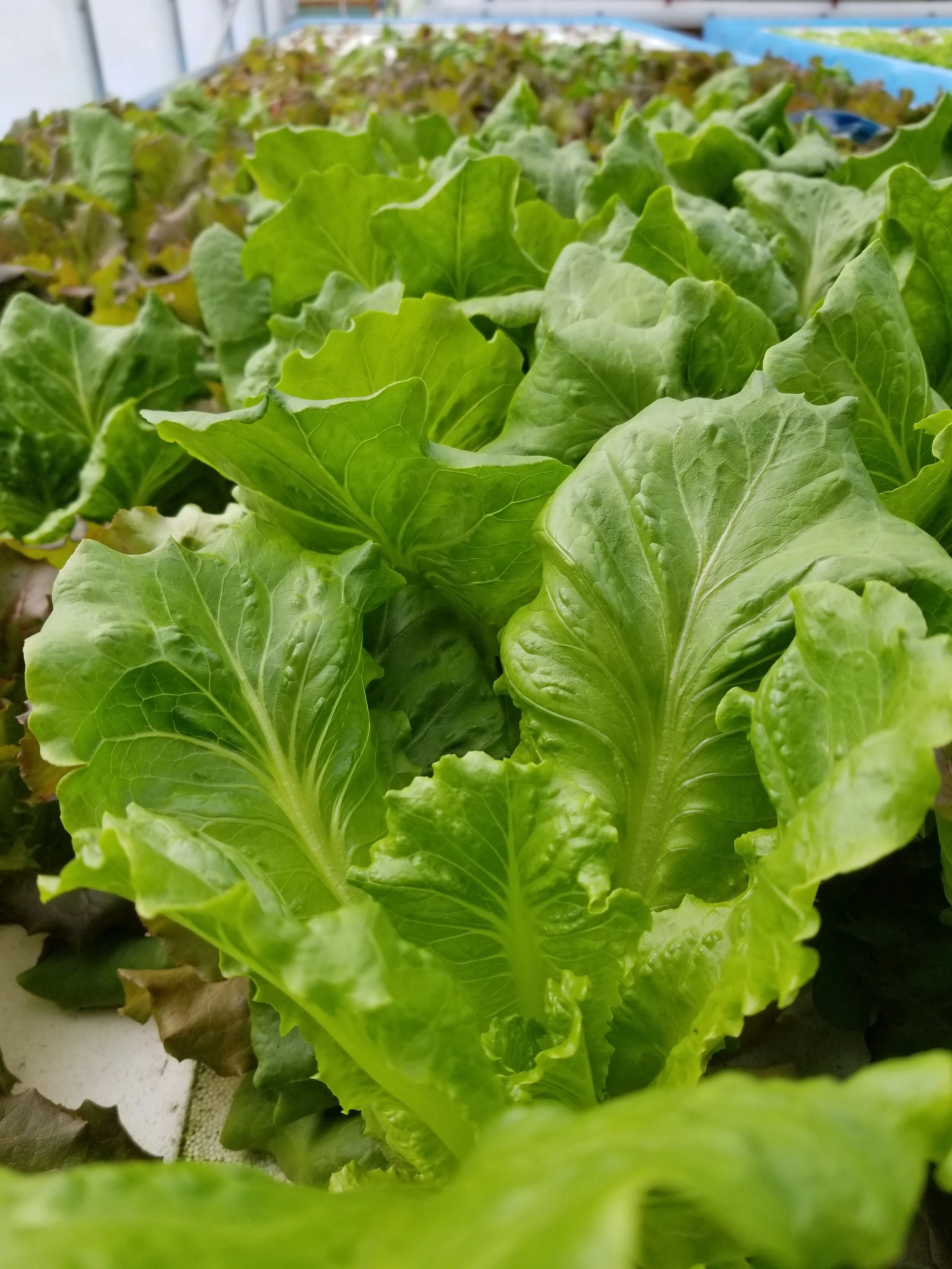 20180614_101210.jpg