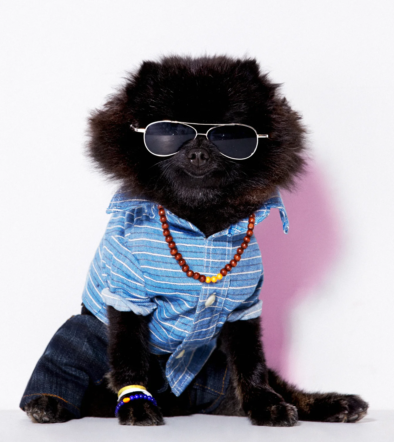 BARKLEY THE POM