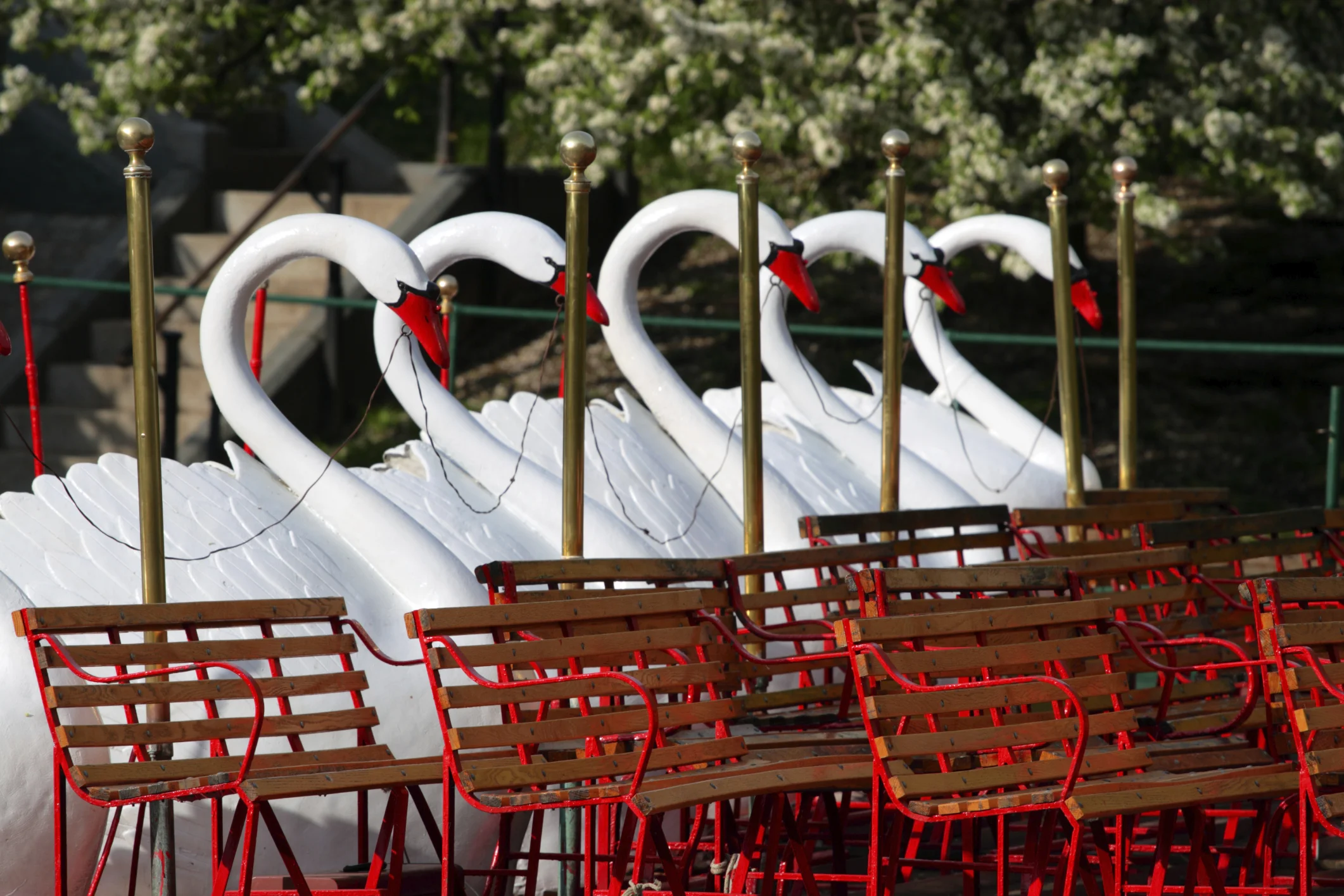 Swan Boats