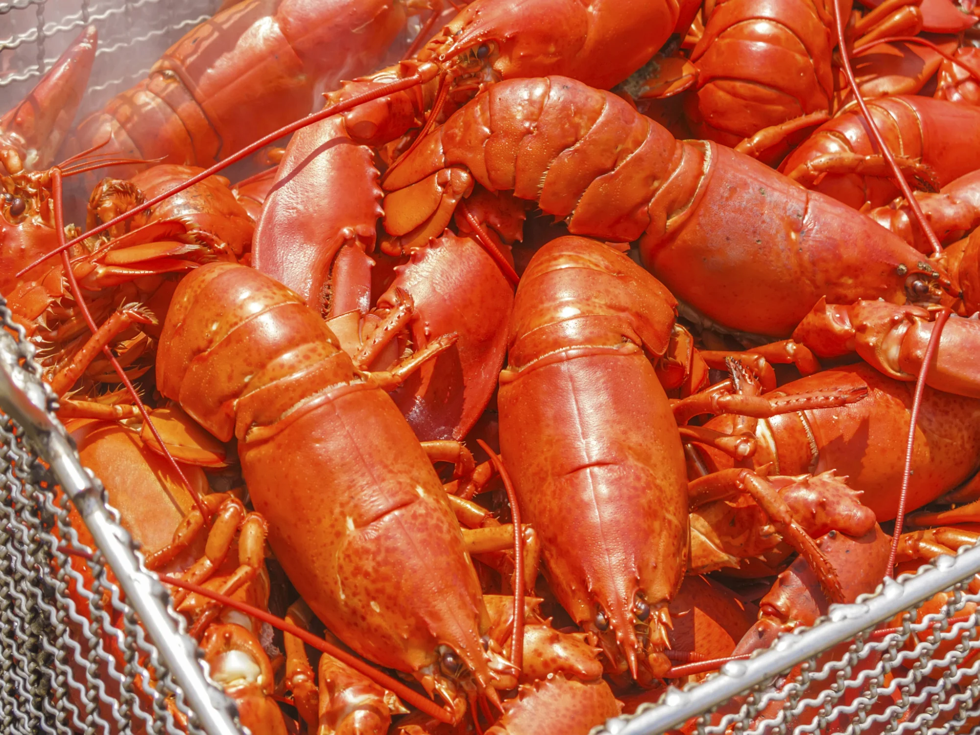  New England Lobster