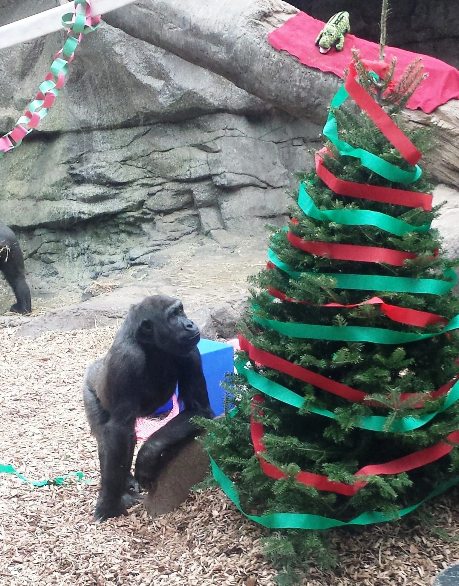 zooxmas.jpg