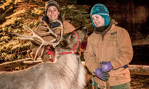 zoolights_reindeer.jpg