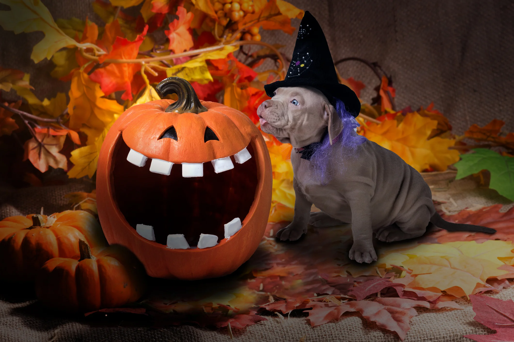 Five Times This Month You Can Dress Up Your Puppy For Halloween