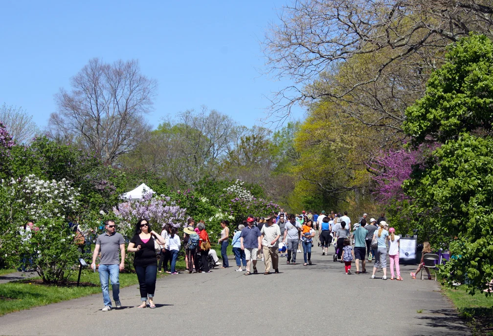 Photo Credit: Arnold Arboretum of Harvard University