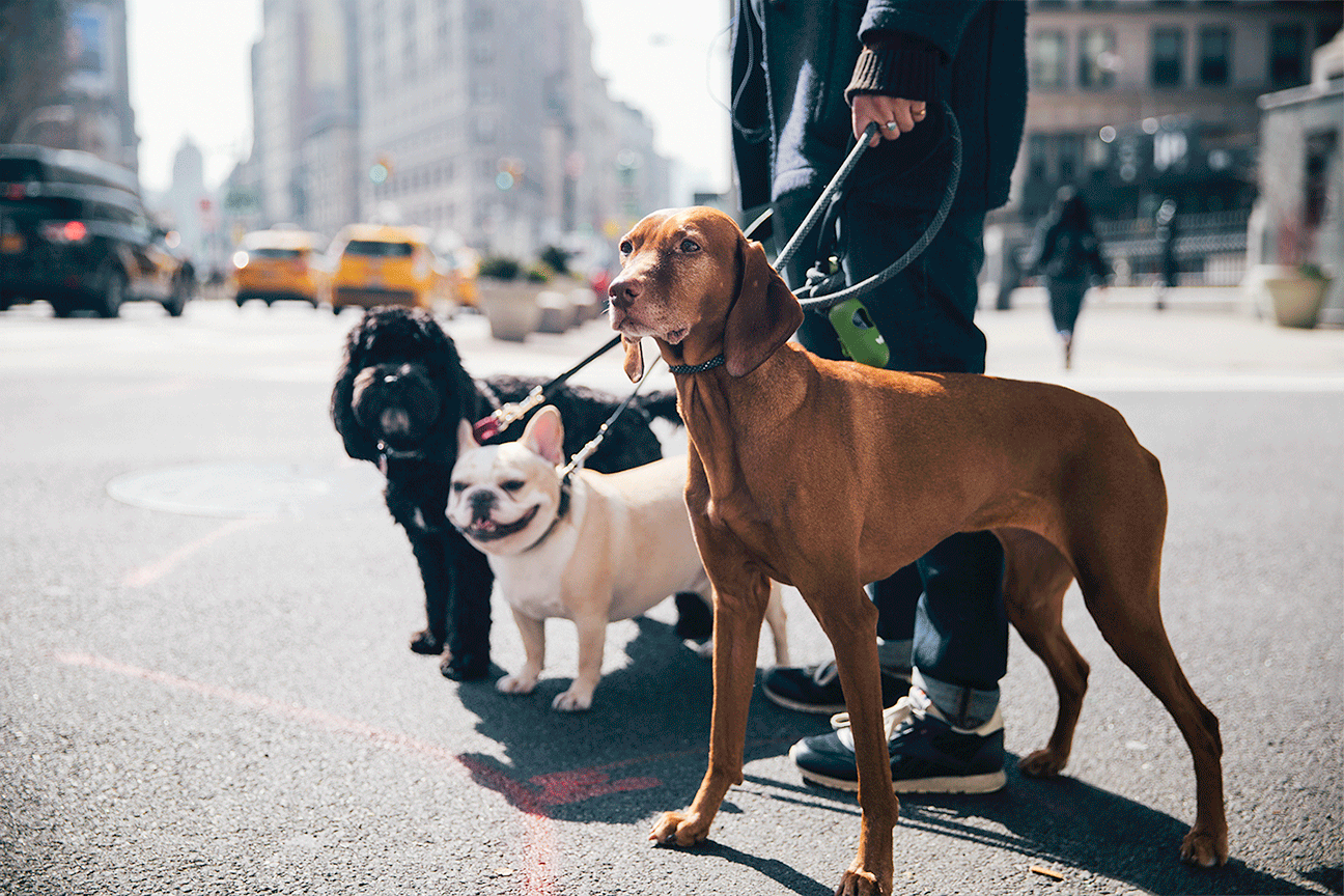 doggies.gif