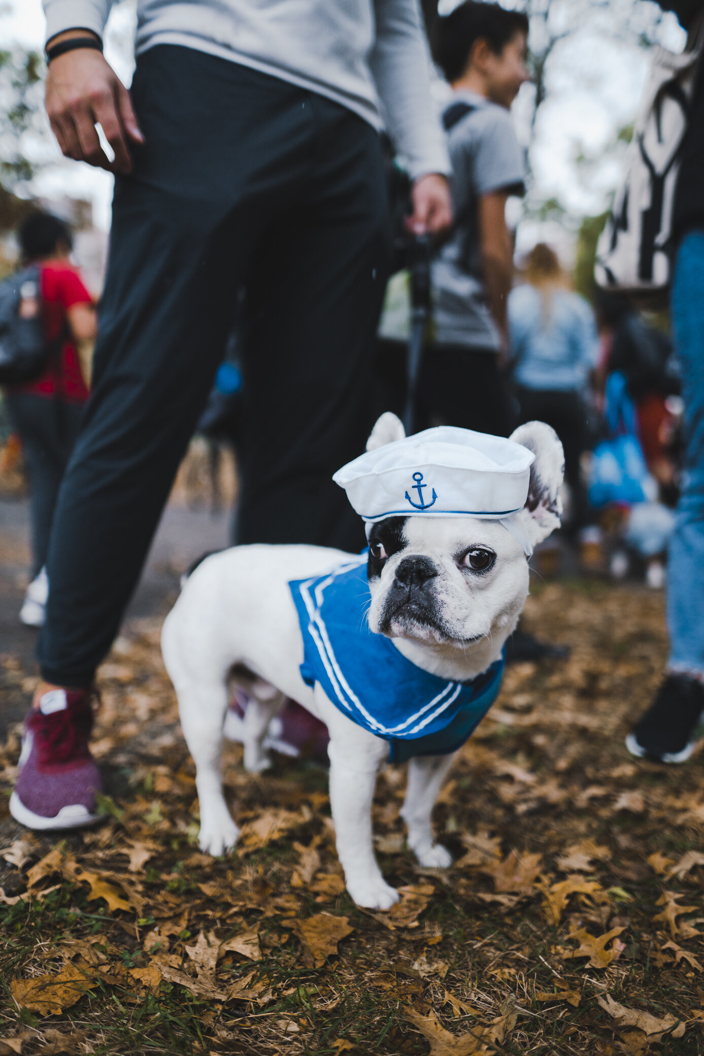 halloween_dogs_@jermcohenDSC06840_10091.jpg