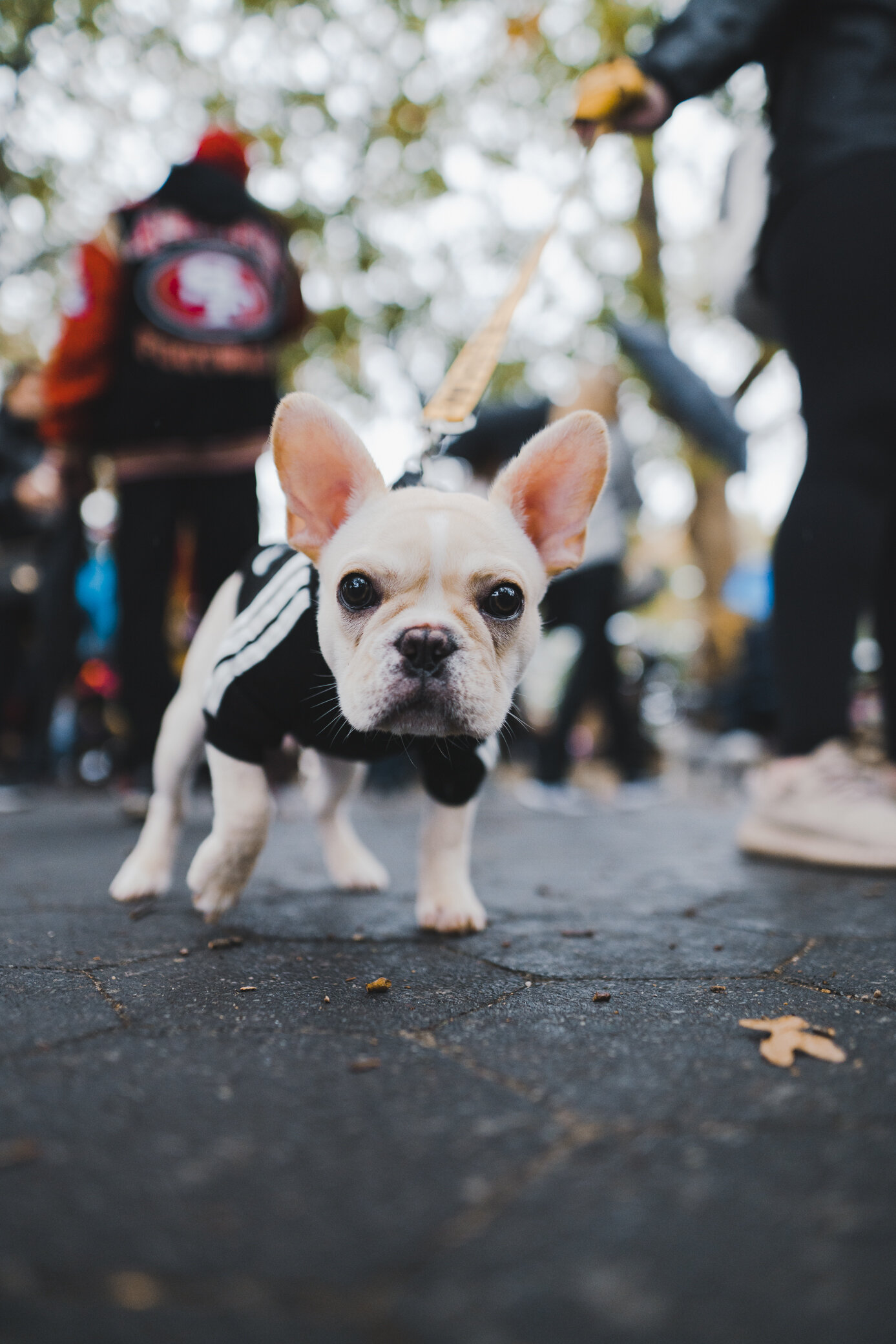 halloween_dogs_@jermcohenDSC06872_10099.jpg