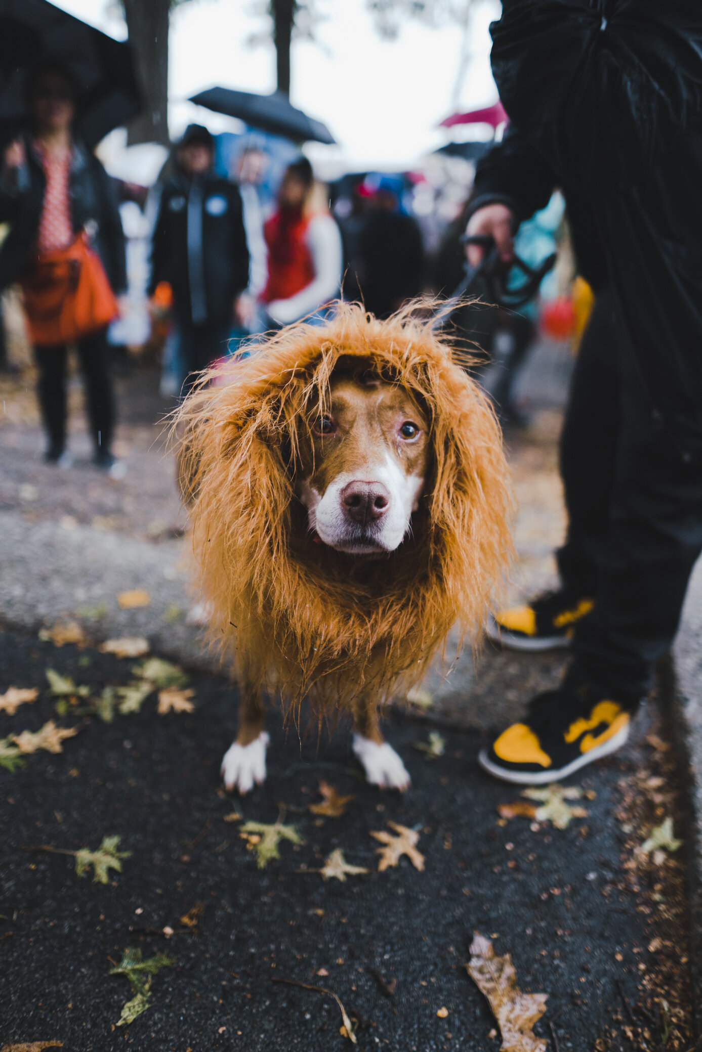 halloween_dogs_@jermcohenDSC07163_10164.jpg