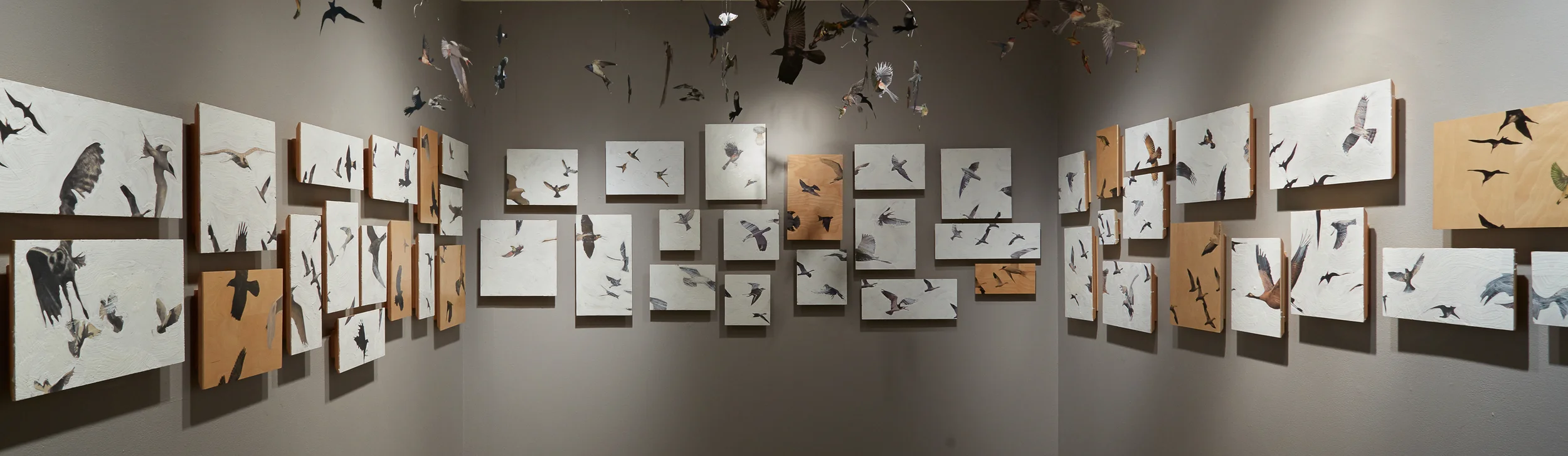 My Aviary, Conduit Gallery Project Room 2014