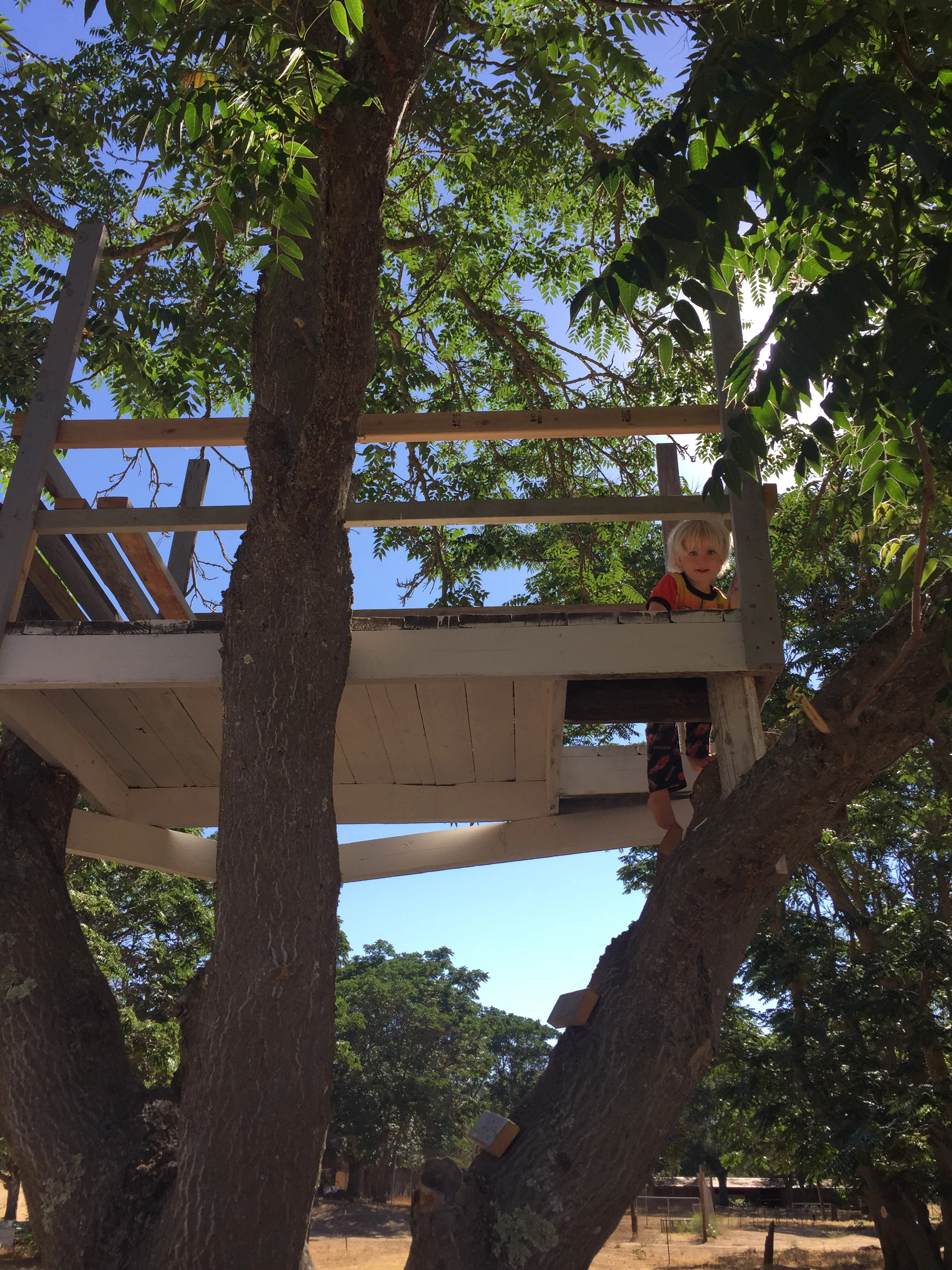 I wanted to share another picture of Moses climbing in his treehouse! He always says, "let's have a paw-tee (party)," and leads me up to the tree house. So cute. I'll miss this guy.