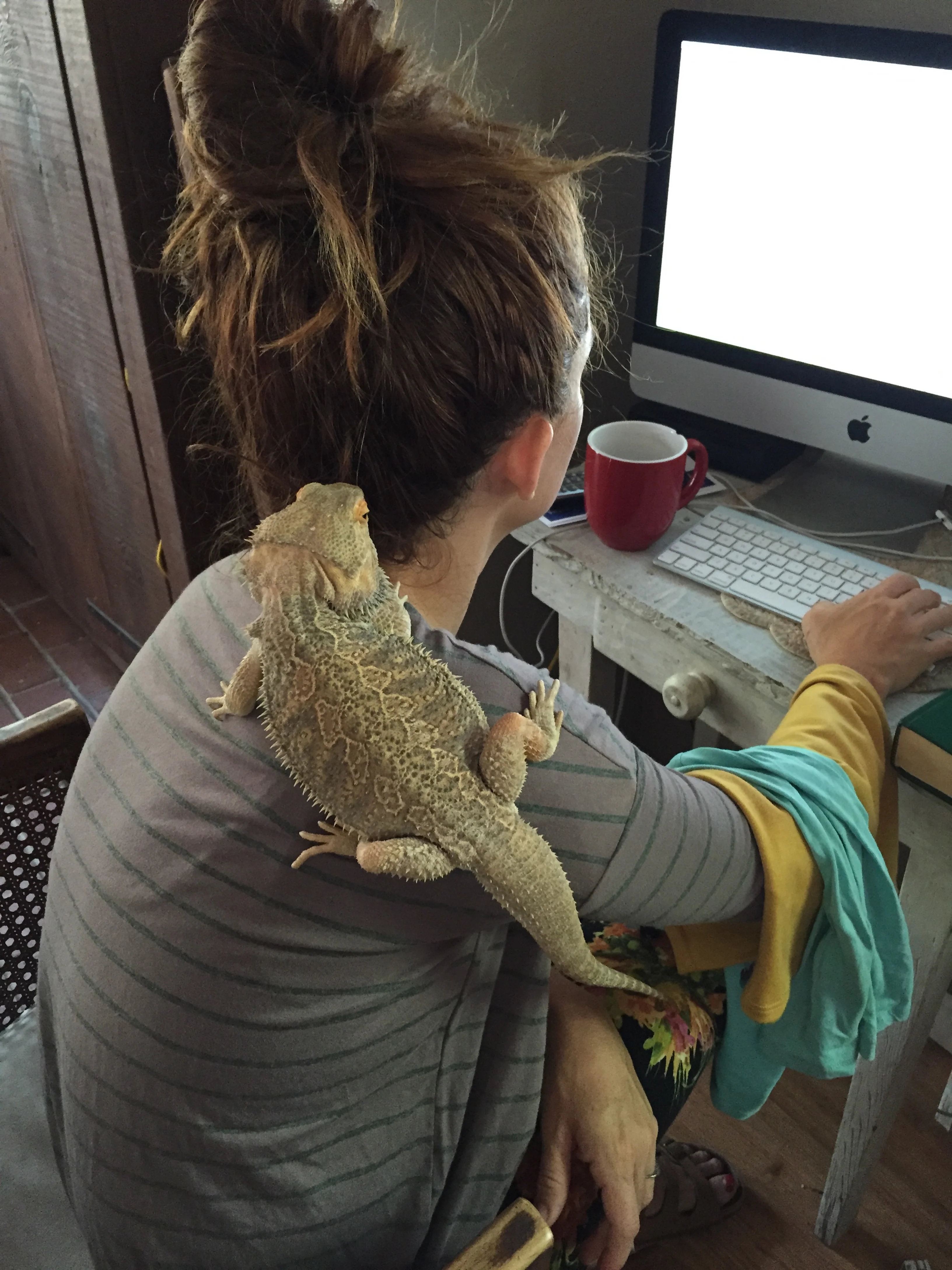 They also have a bearded dragon!