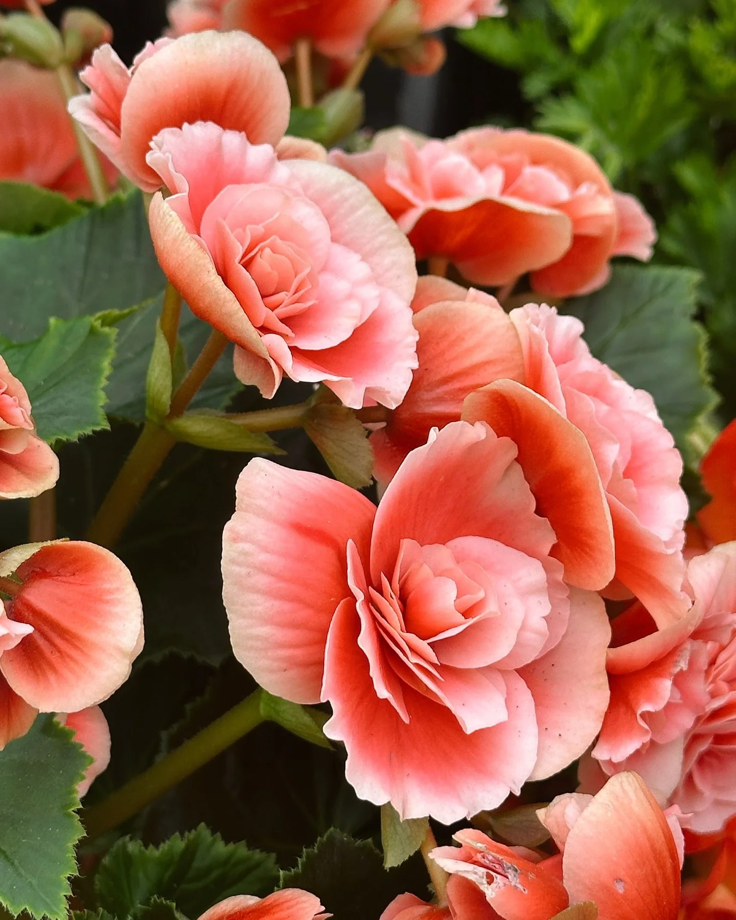 Floating on a flower and flea market cloud!