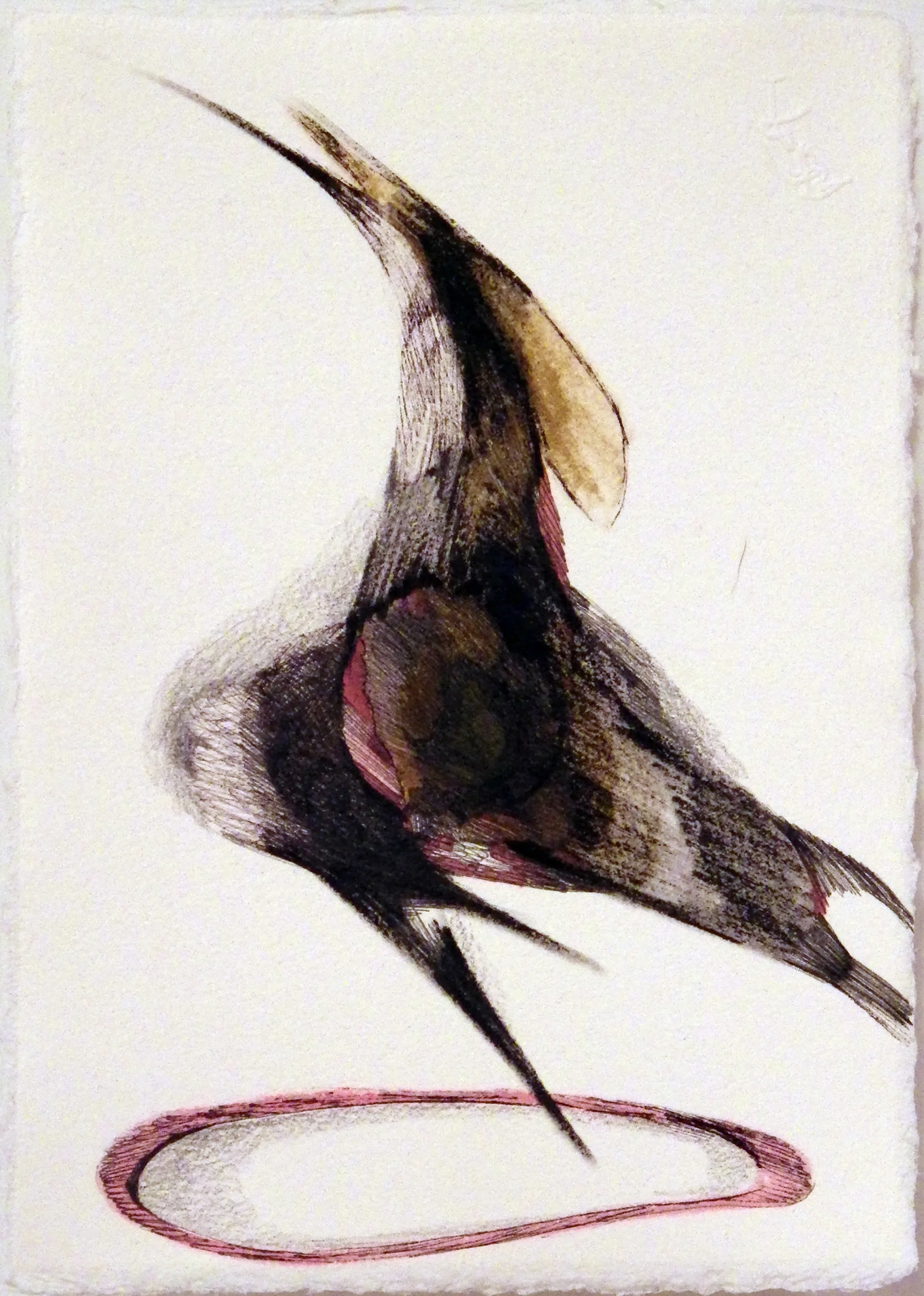 Feathered, pen and ink on Garza paper, 7 x 5", 2015
