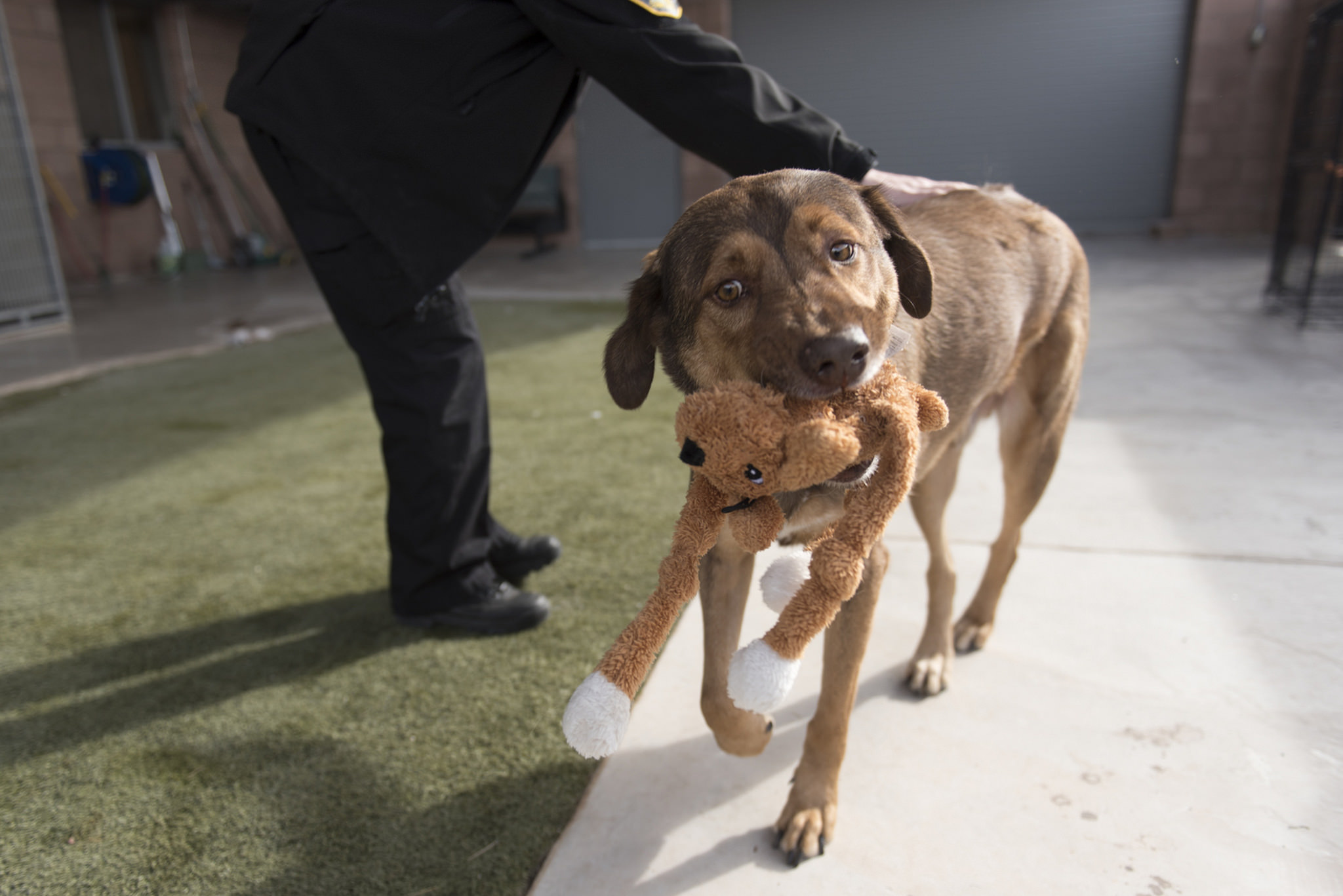 Animal control officer A.J. Brooks plays with "Rocky" in the yard at the Boulder City Animal Control Shelter in Boulder City Thursday, Dec. 10, 2015. Jason Ogulnik/Las Vegas Review-Journal