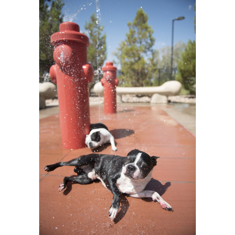 Jose Prieto,out of picture, watches his dogs, Oreo, front, and Tina, at the dog friendly splash pad at Heritage Bark Park in Henderson on Saturday, July 5, 2015. Jason Ogulnik/Las Vegas Review-Journal