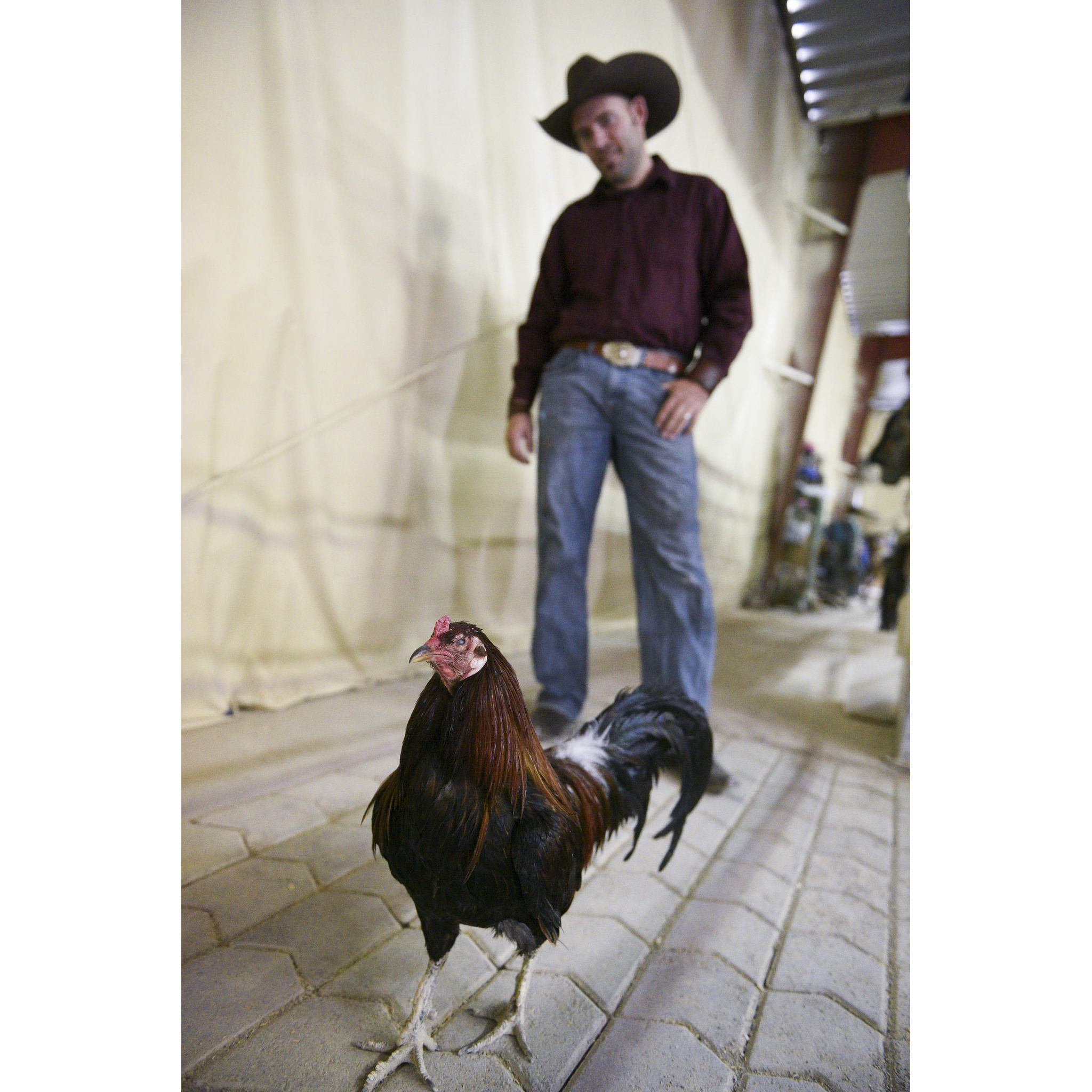 Paul Rogers, owner of Paradise Ranch, poses with his rescue rooster, Captain Hook, at the ranch Monday, June 1, 2015. Jason Ogulnik/Las Vegas Review-Journal