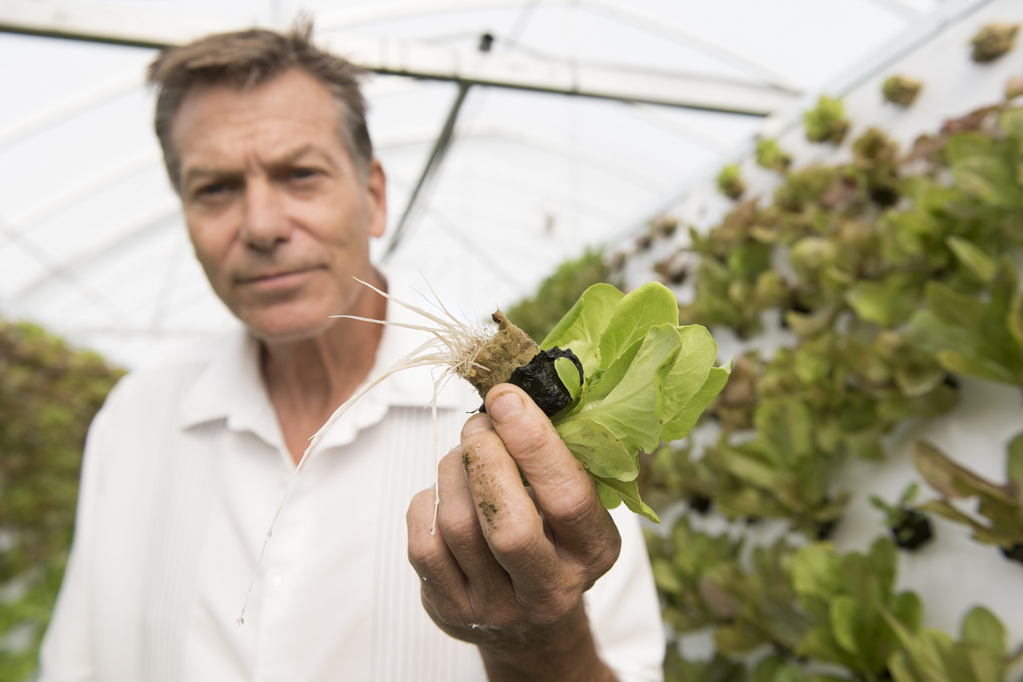 Tom Blount shows the crops at his hydroponic greenhouse in Henderson Wednesday, July 20, 2016. Jason Ogulnik/Las Vegas Review-Journal