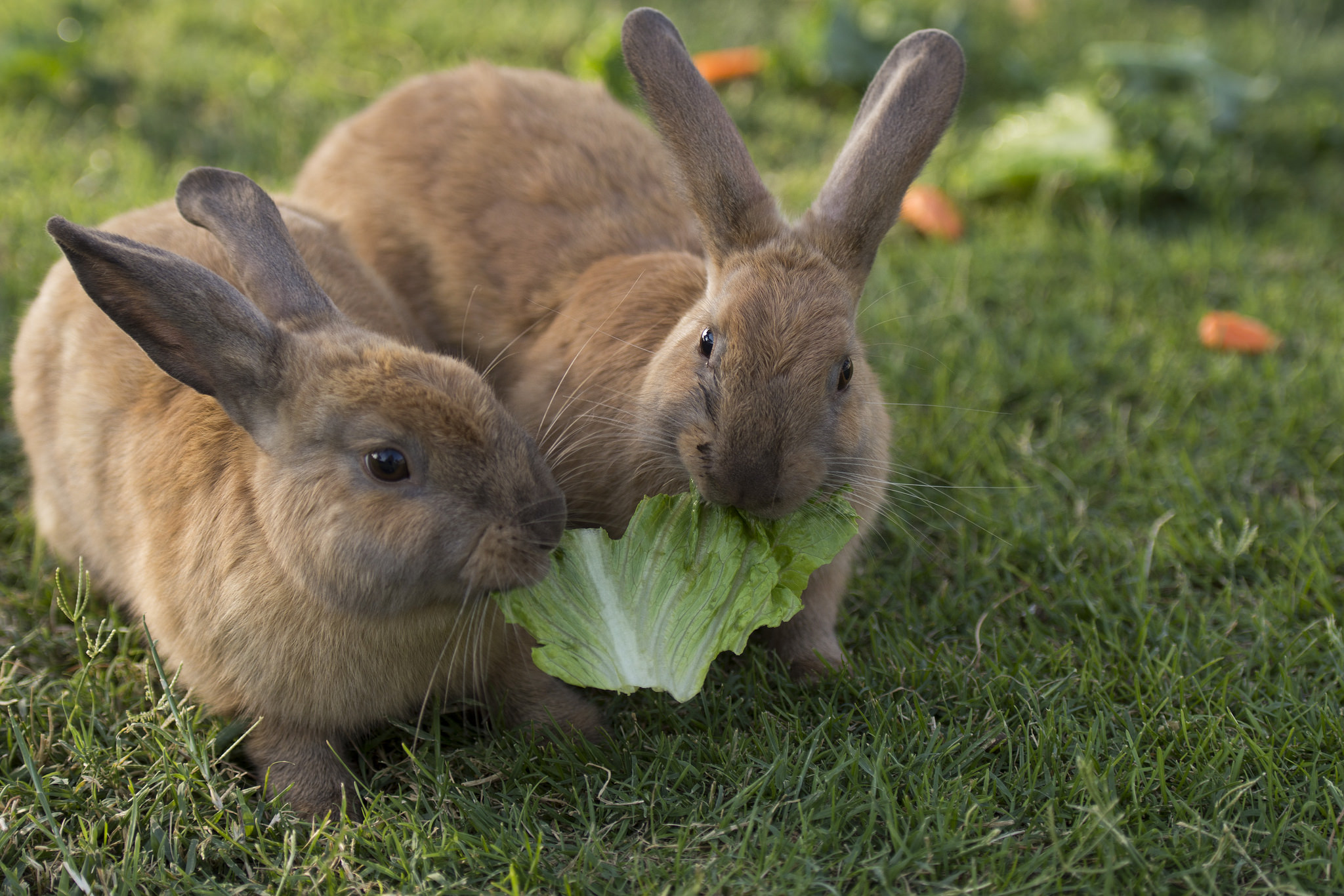 Rabbits share a piece of romaine lettuce fed to them by volunteer Stacey Taylor at Floyd Lamb Park at Tule Springs in Las Vegas, Sunday, July 31, 2016. The park is one of several locations in the valley where domesticated rabbits are illegally dumped and lack the know-how to survive in the wild. Jason Ogulnik/Las Vegas Review-Journal