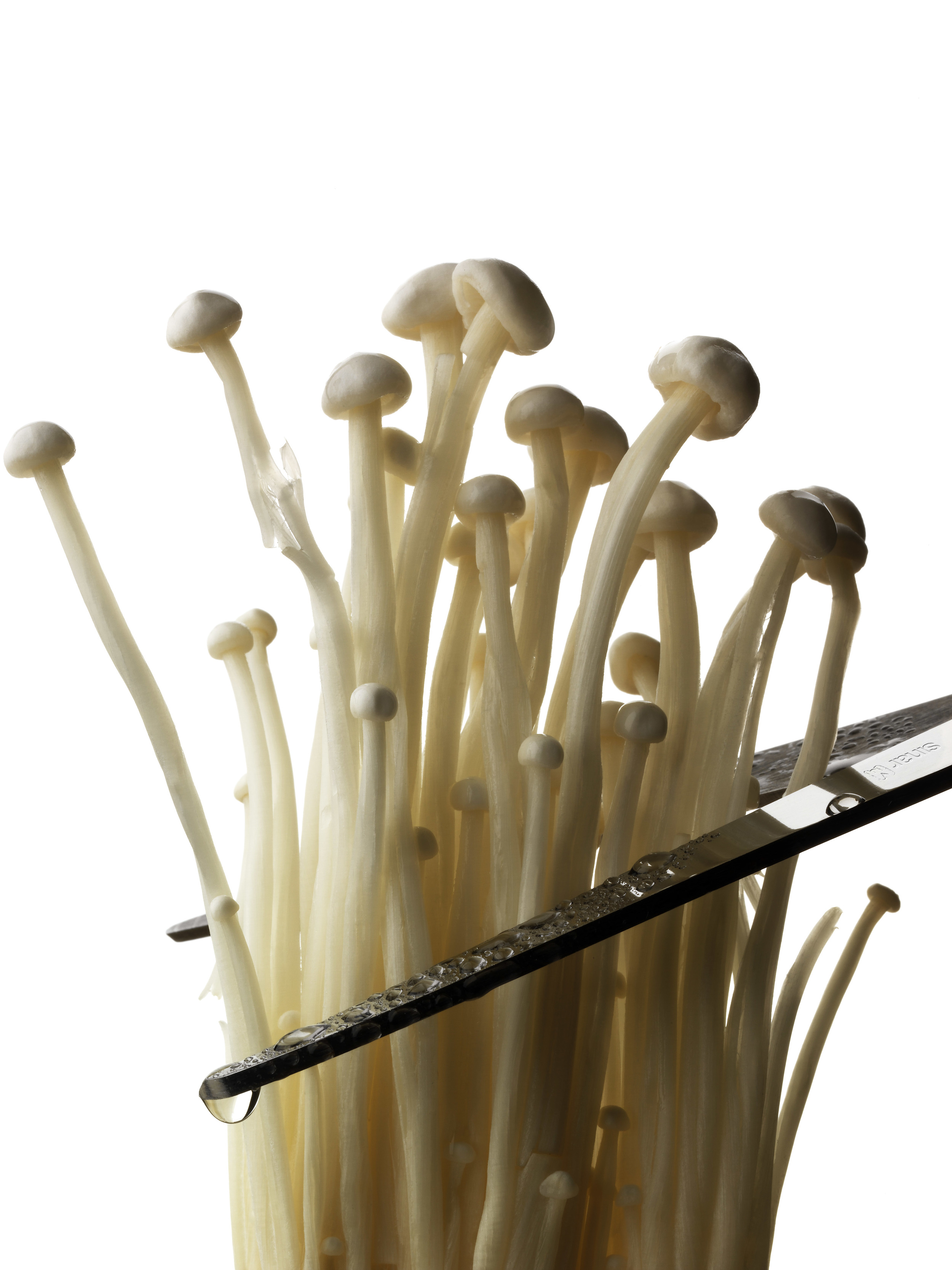 MUSHROOM 2_R.jpg