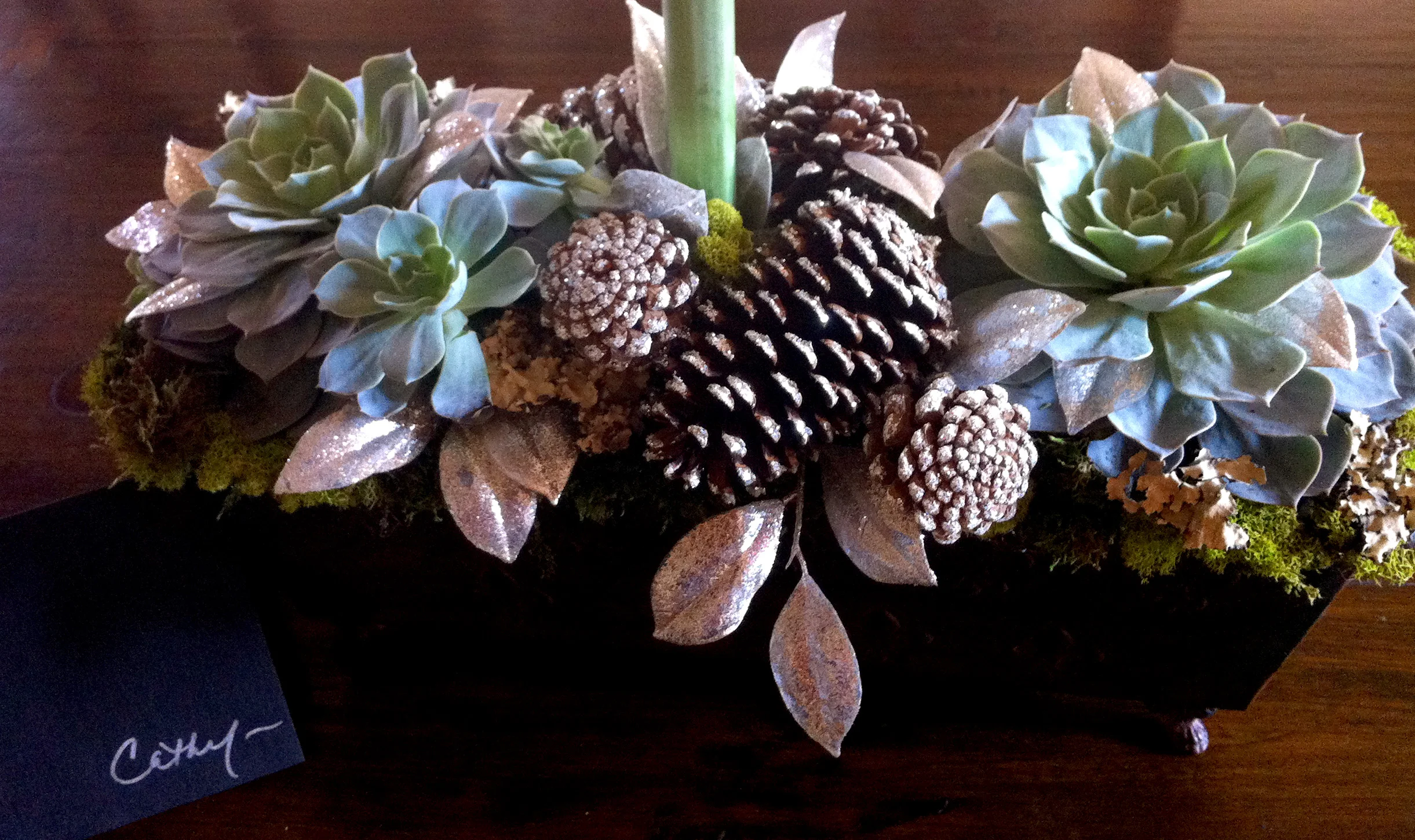 Succulent Pine Cones IMG_1424.jpg
