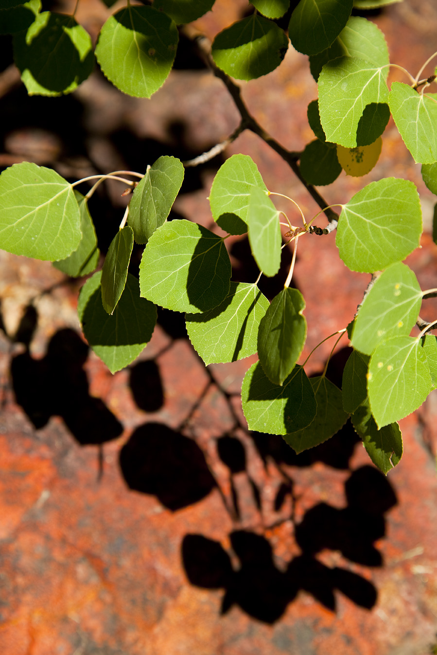 Aspen leaves and vibrant rocks in Colorado. 