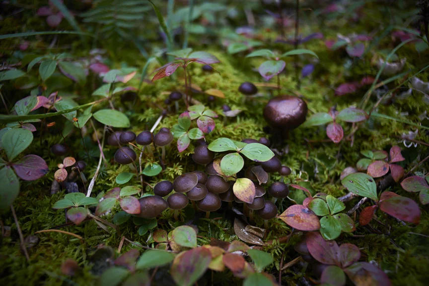 Mushrooms on the forest floor in northern Alberta, Canada. 