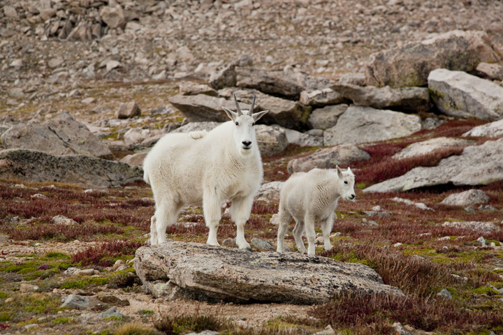 Mountain goats in Rocky Mountains, Colorado. 