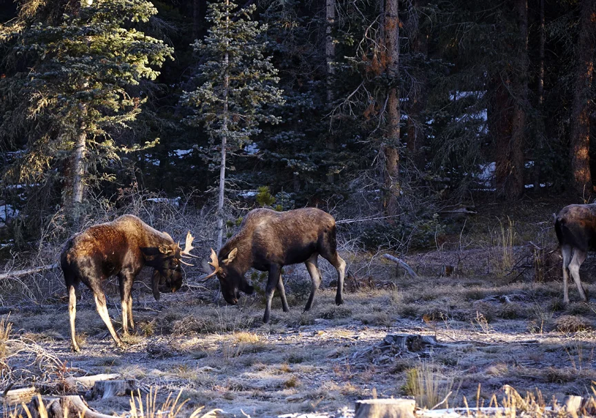 Young male moose sparing near Walden, Colorado. 