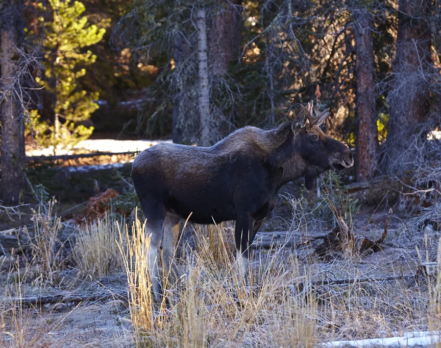 Young male moose standing in clearing near Walden, Colorado. 