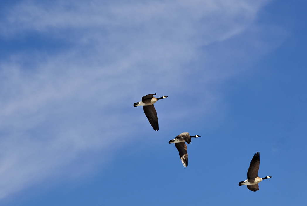 Canadian Geese in flight. 