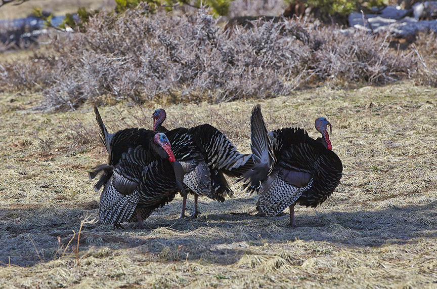 Wild turkeys in Estes Park, Colorado. 