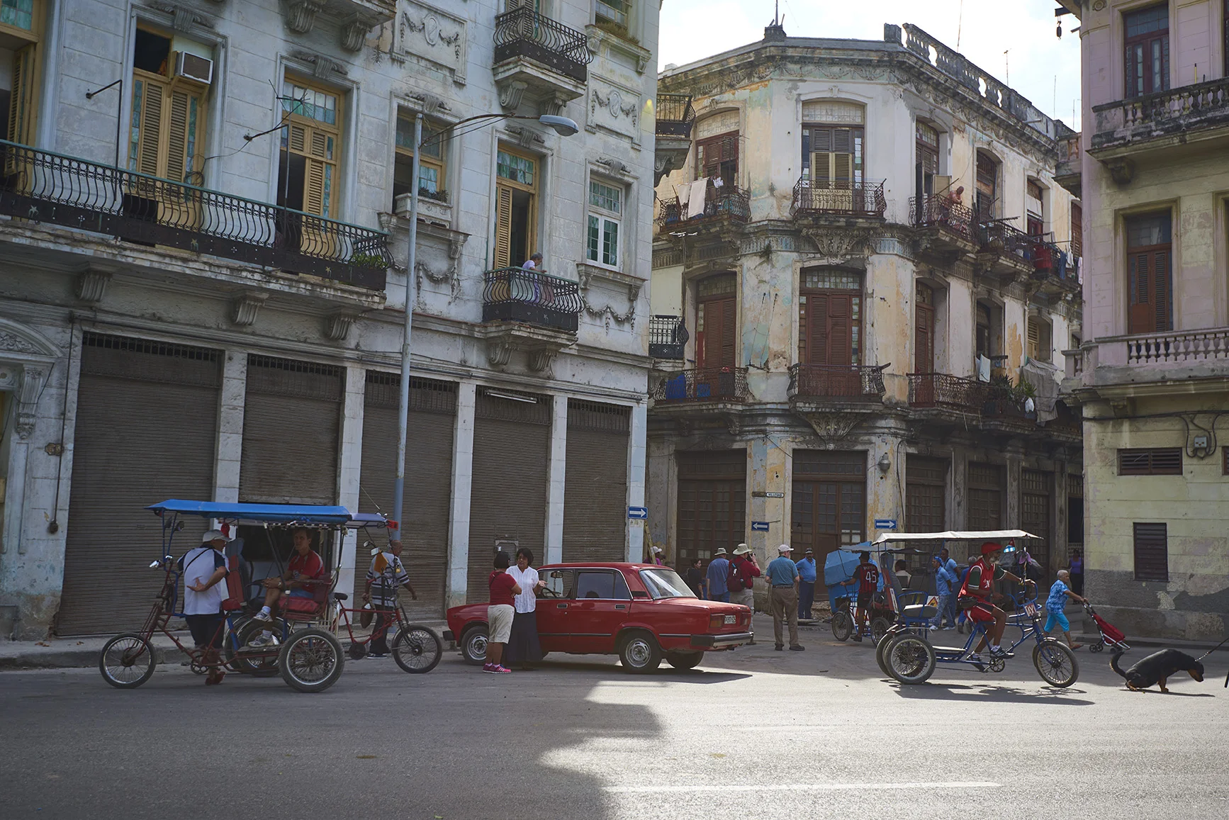 Dog in Cuban street. 