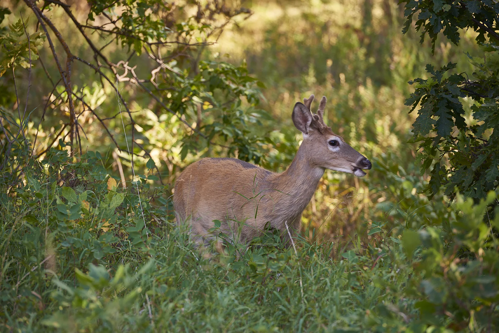 Whitetail deer in Custer State Park, South Dakota. 