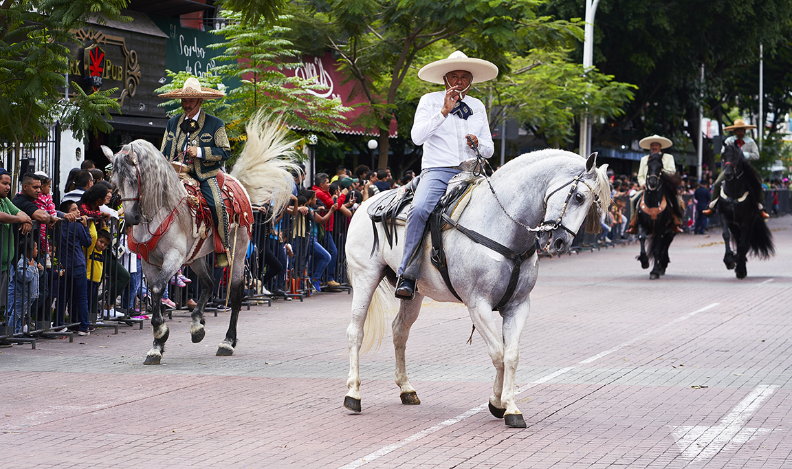 Horses in parade Tom Tallant .jpg