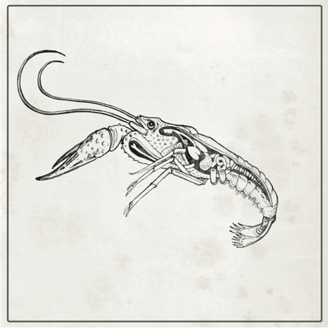 CrawfishAnimation.gif