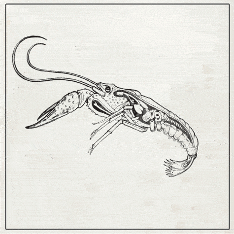 CrawfishAnimation_optimized.gif